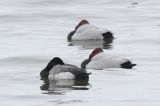 20150123_Kleine Topper_Biddinghuizen
